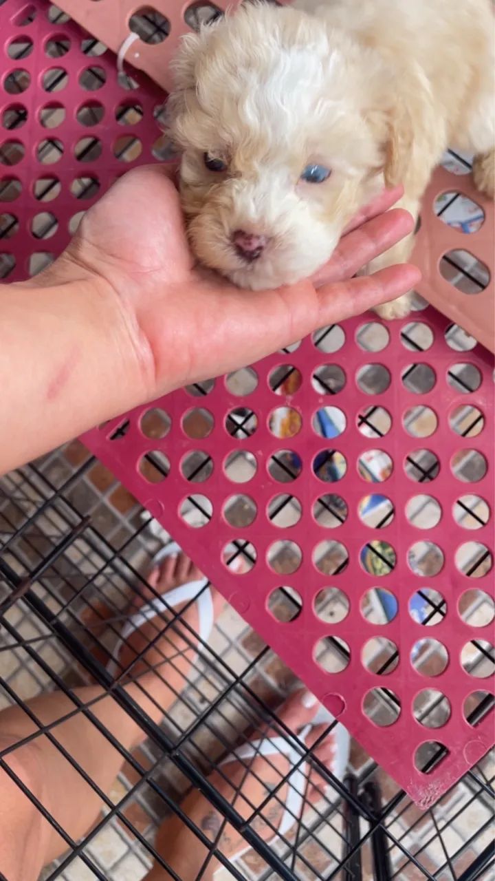 Poodle toy  - Foto 4