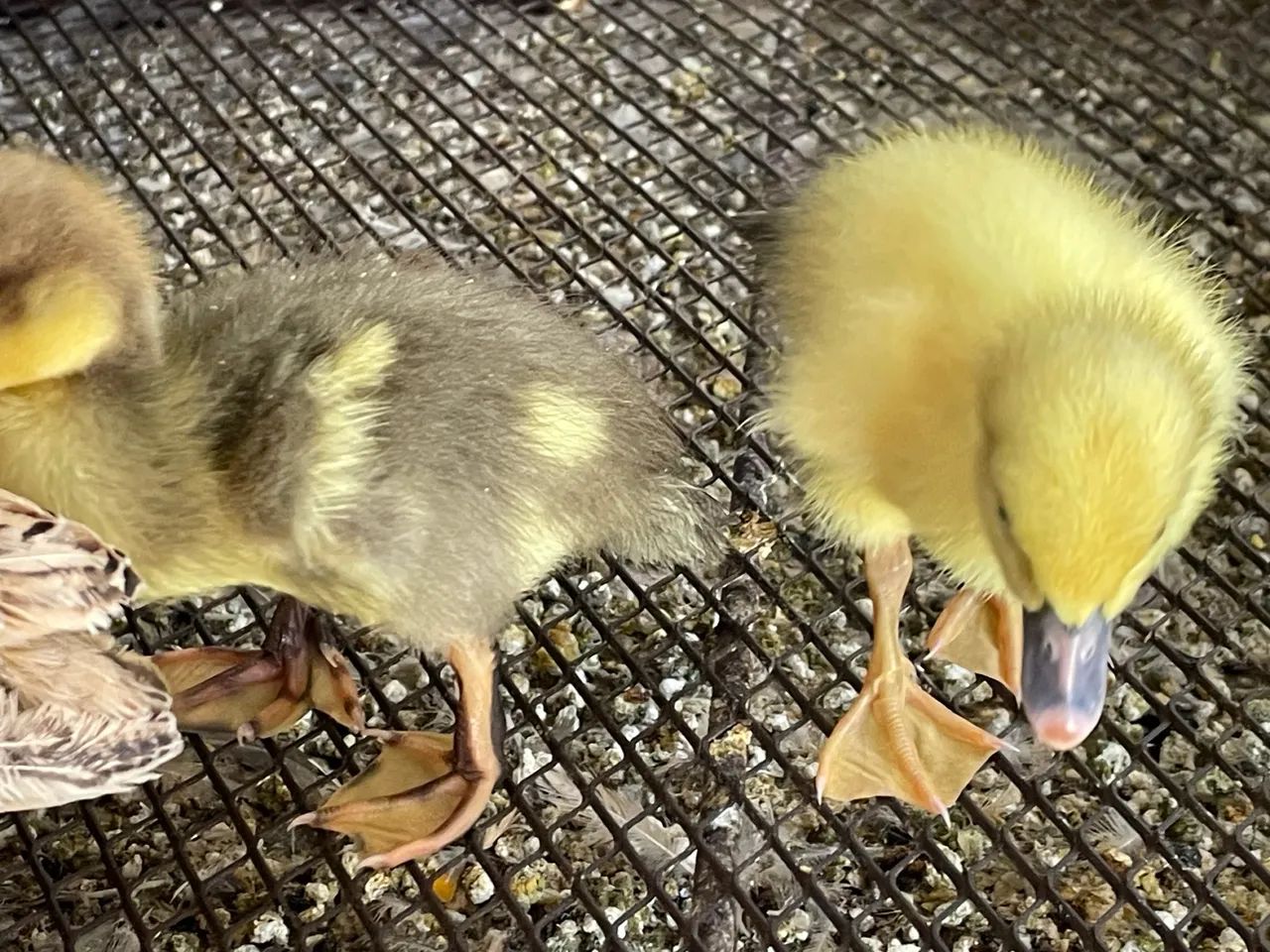 Patinhos