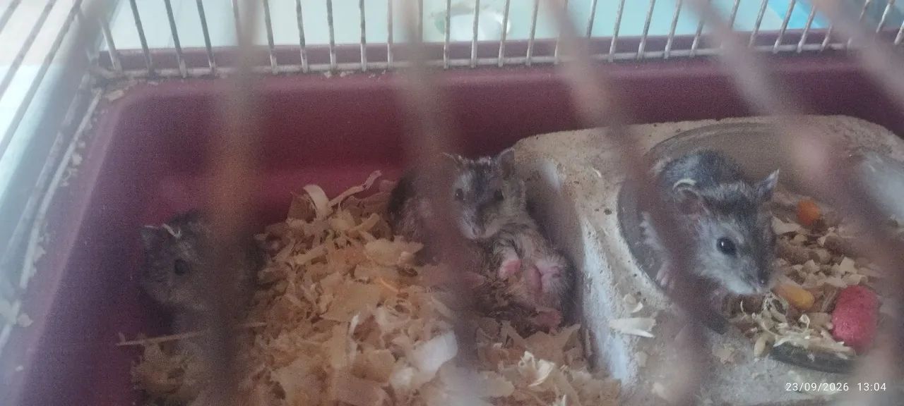 Casinha hamster  - Foto 2