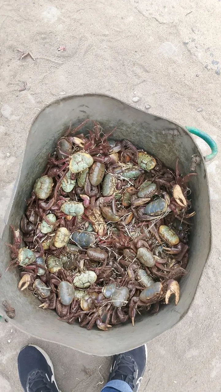 Vendendo de caranguejo ?