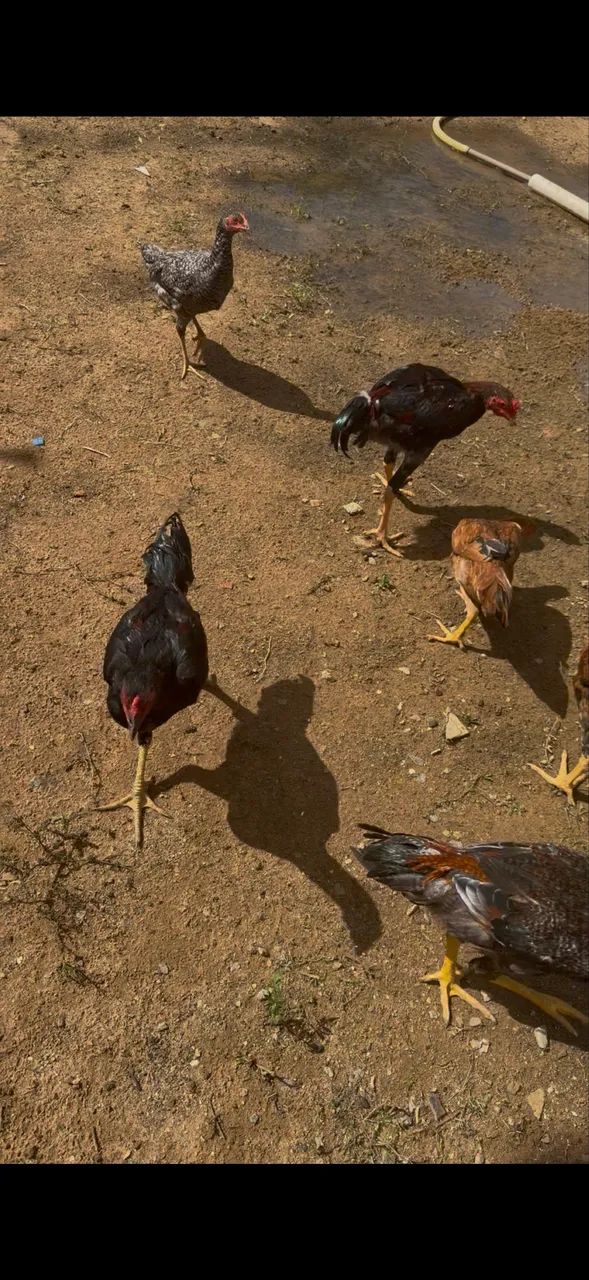 Vendo frango - Foto 4