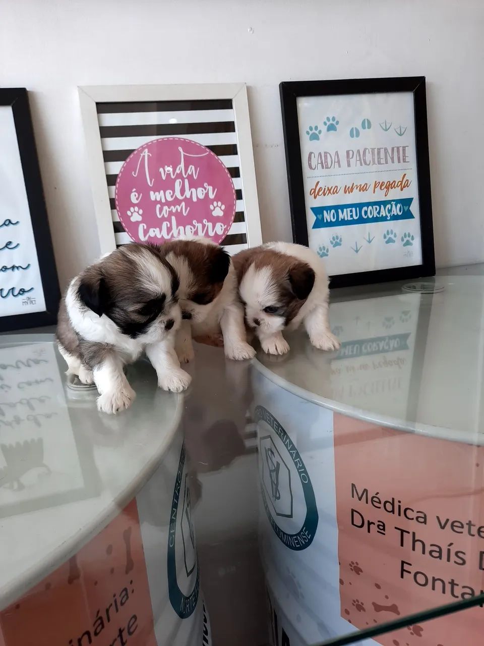 Shih Tzu micro com pedigree! - Foto 2