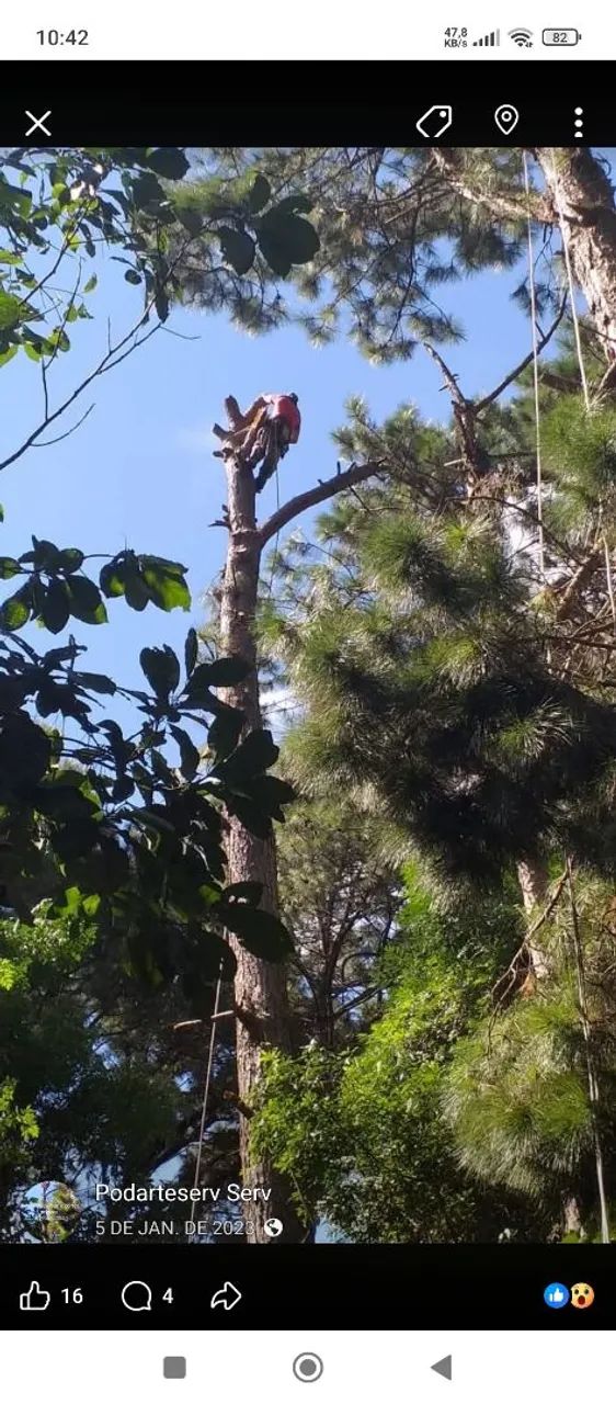 Corte e podas de árvores em geral.