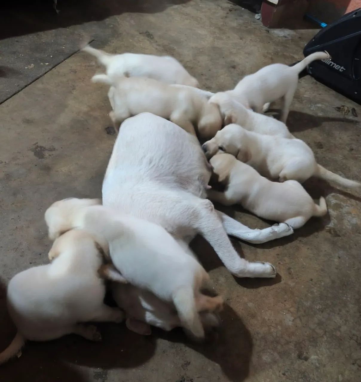 Labrador retriver  - Foto 5