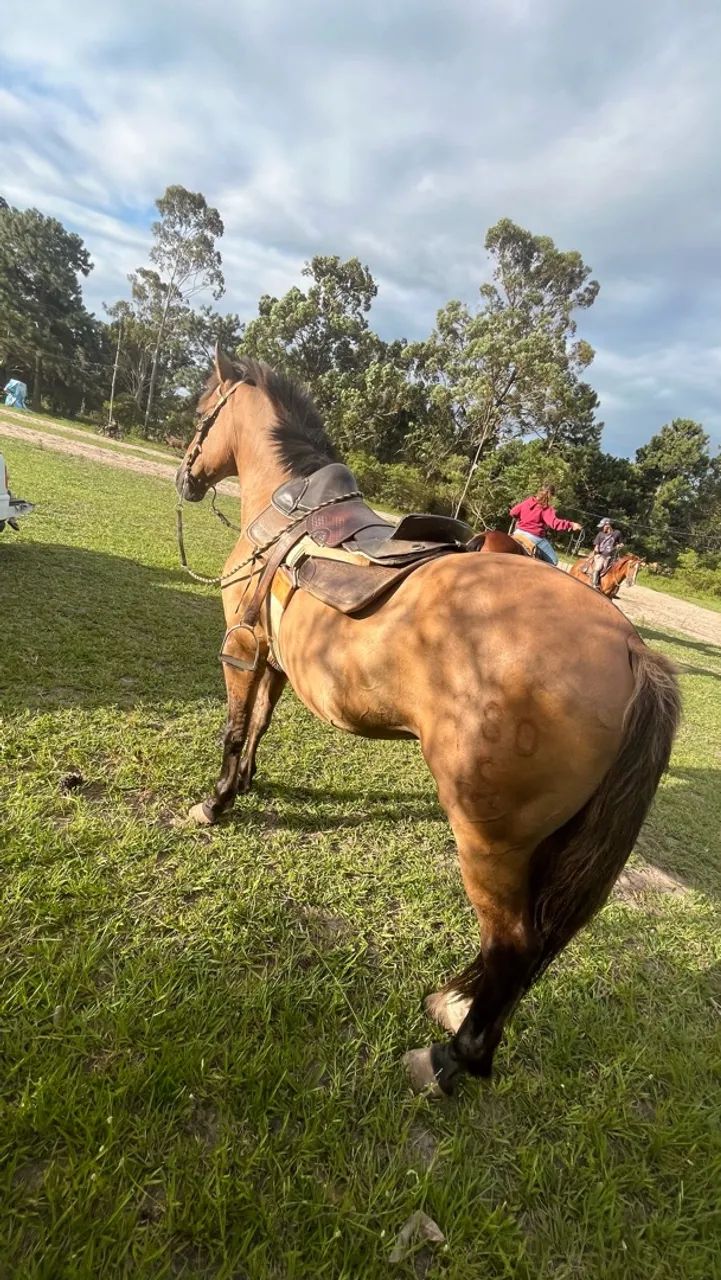 CAVALO CRIOULO BOM DE LAÇO  - Foto 3