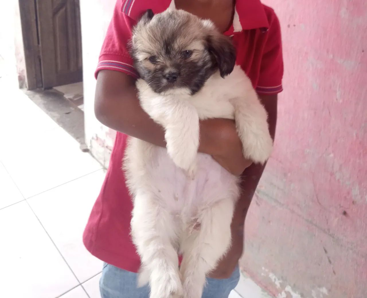 Cachorro Shitzu - Foto 2