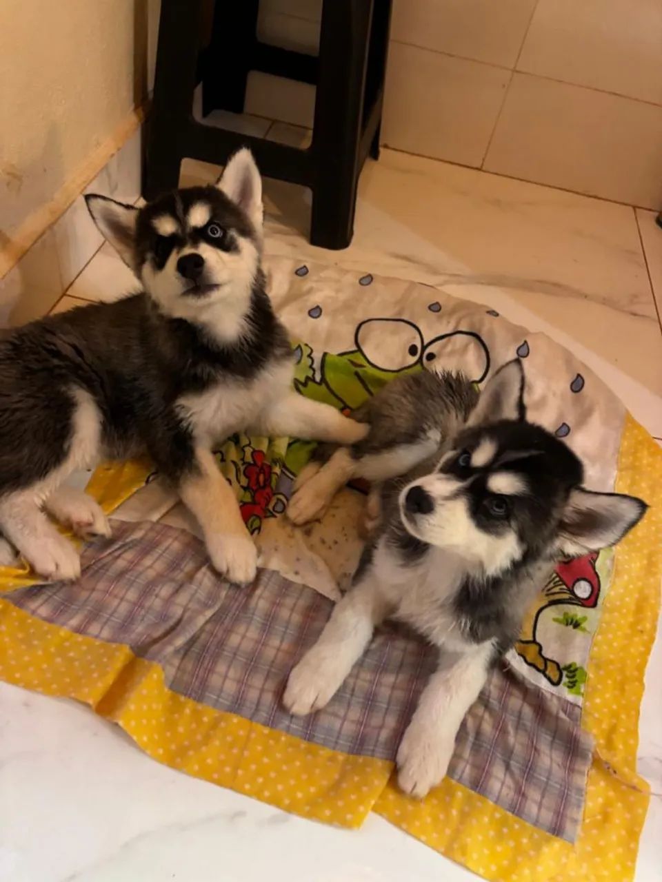 Husky Siberiano  - Foto 3