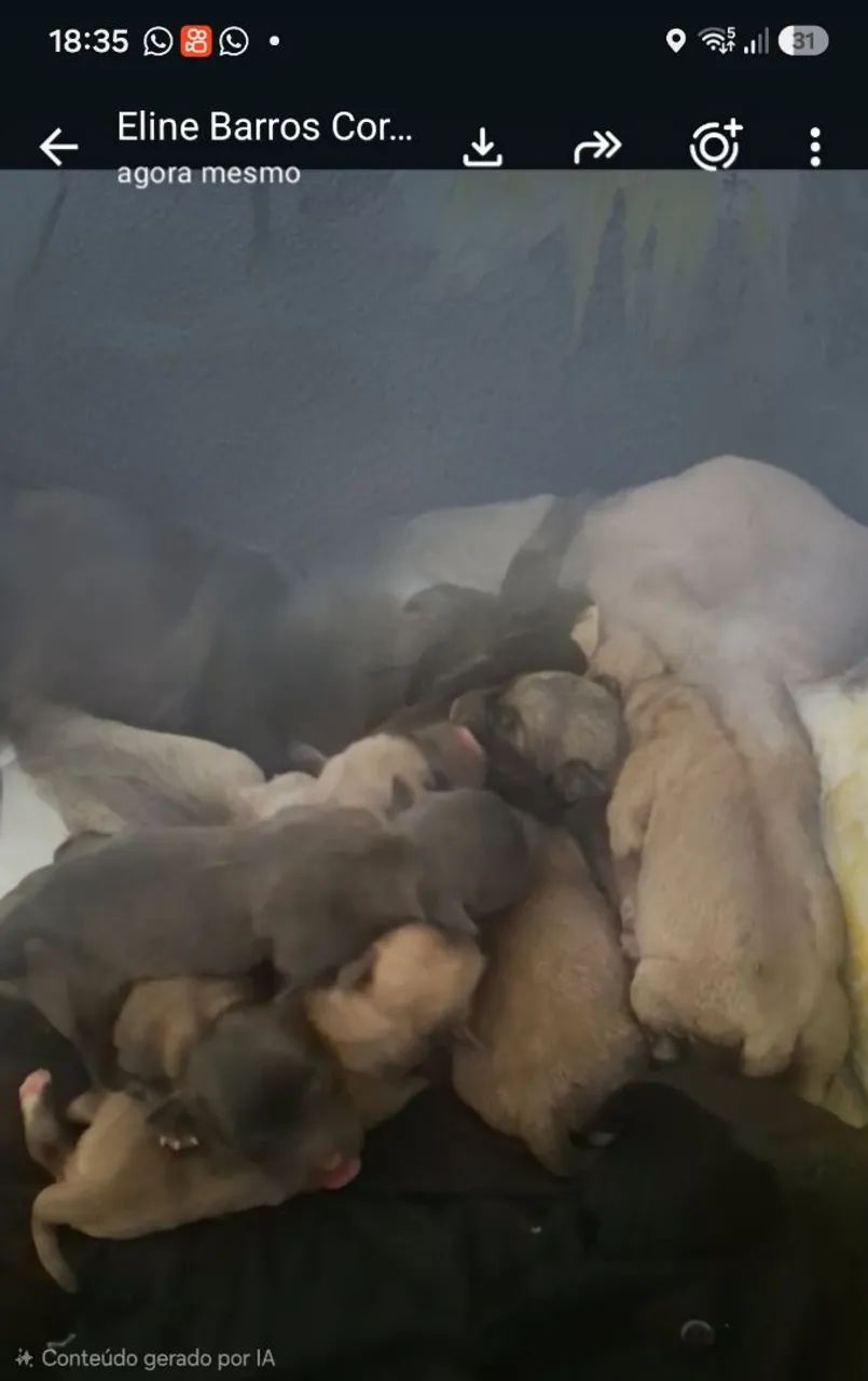 ? FILHOTES DE PITBULL COM CHOW CHOW