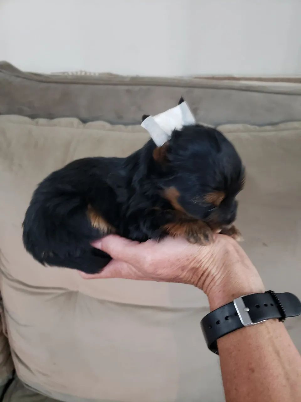 Yorkshire mini machinho  - Foto 2