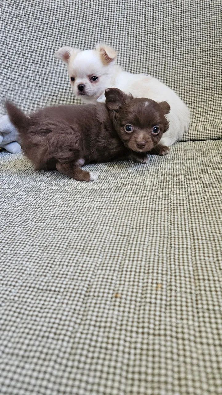 Chihuauha  - Foto 4