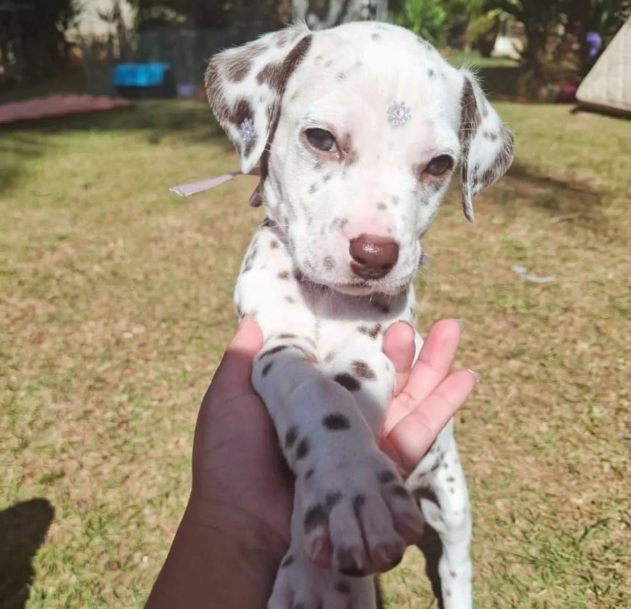 Filhote de Dálmata Fêmea Fígado Olhos Claros