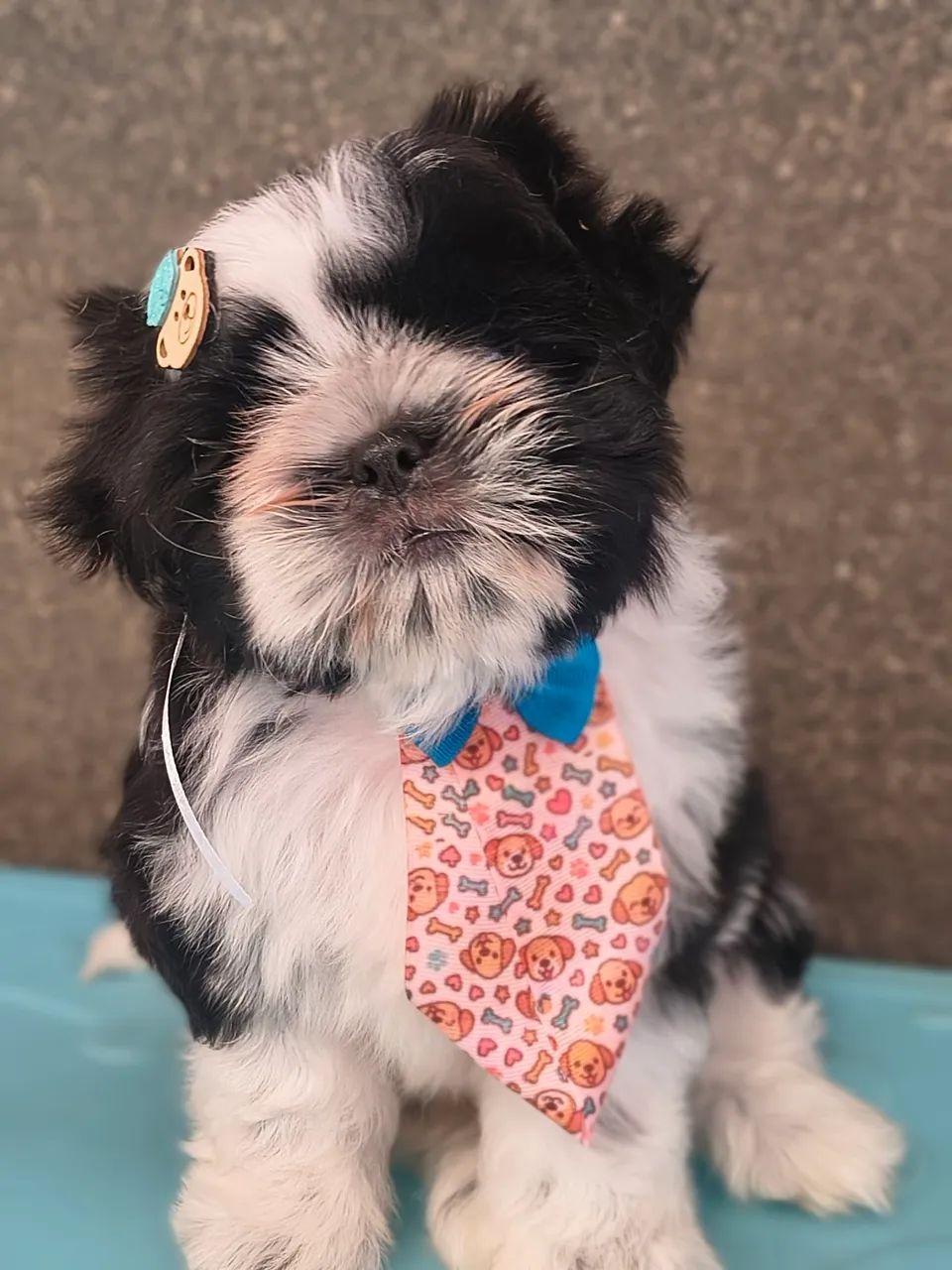 Shih tzu 