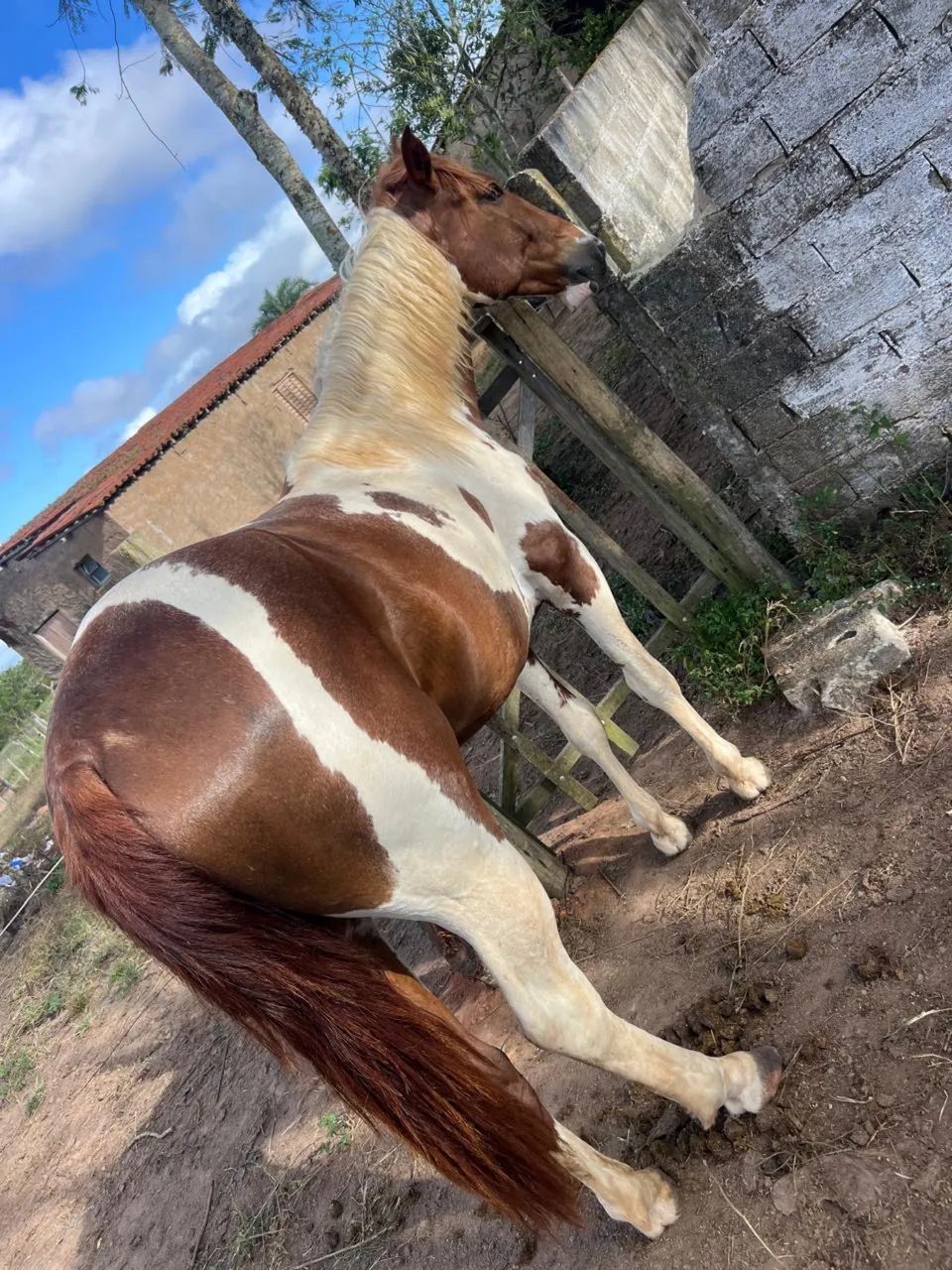 Potro Manga Larga - Foto 4
