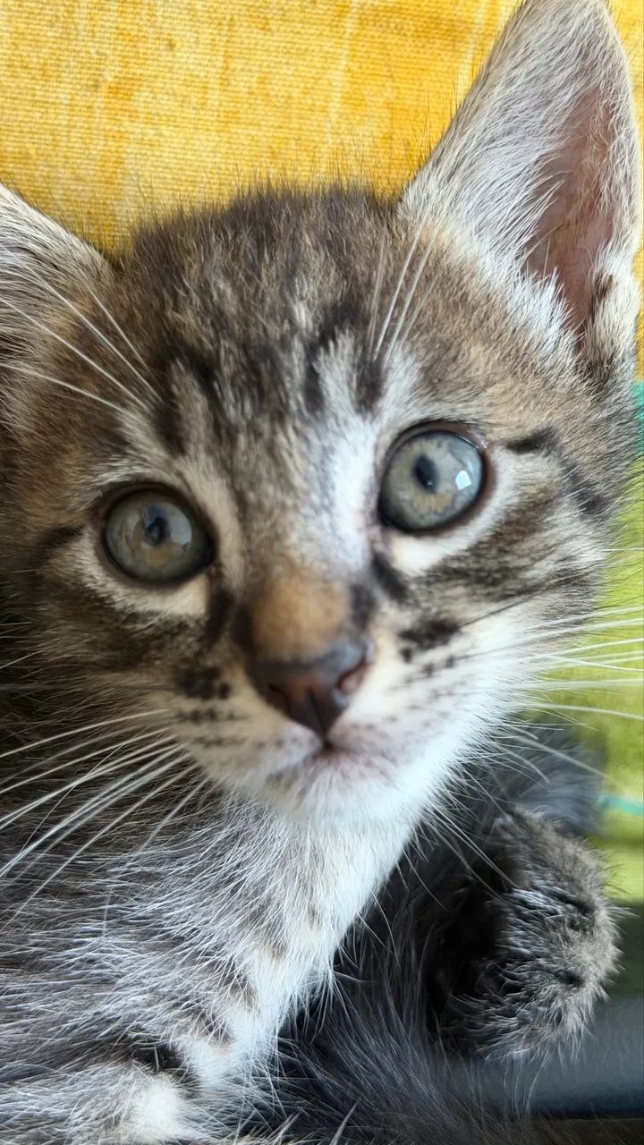 Doa-se filhotes de gato - Foto 3
