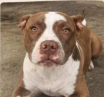 Pitbull Pura - Foto 4