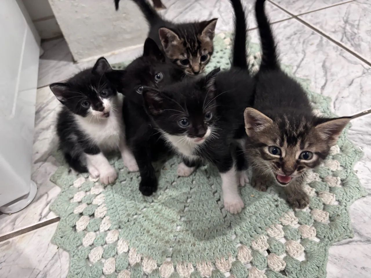 Gatos para doação 