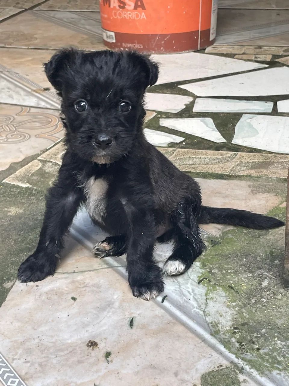 poodle macho  - Foto 2