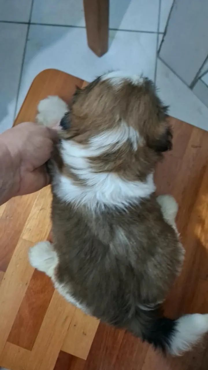 Cachorro  - Foto 2