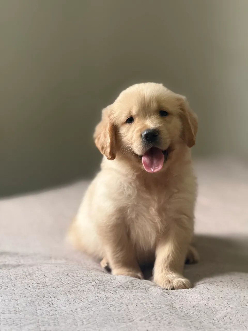 GOLDEN RETRIEVER  - Foto 2