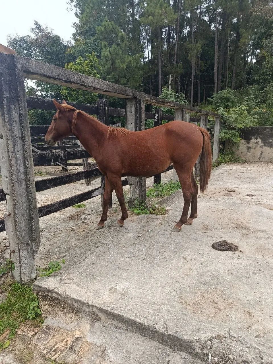 Potra mestiça quarto milha  - Foto 3