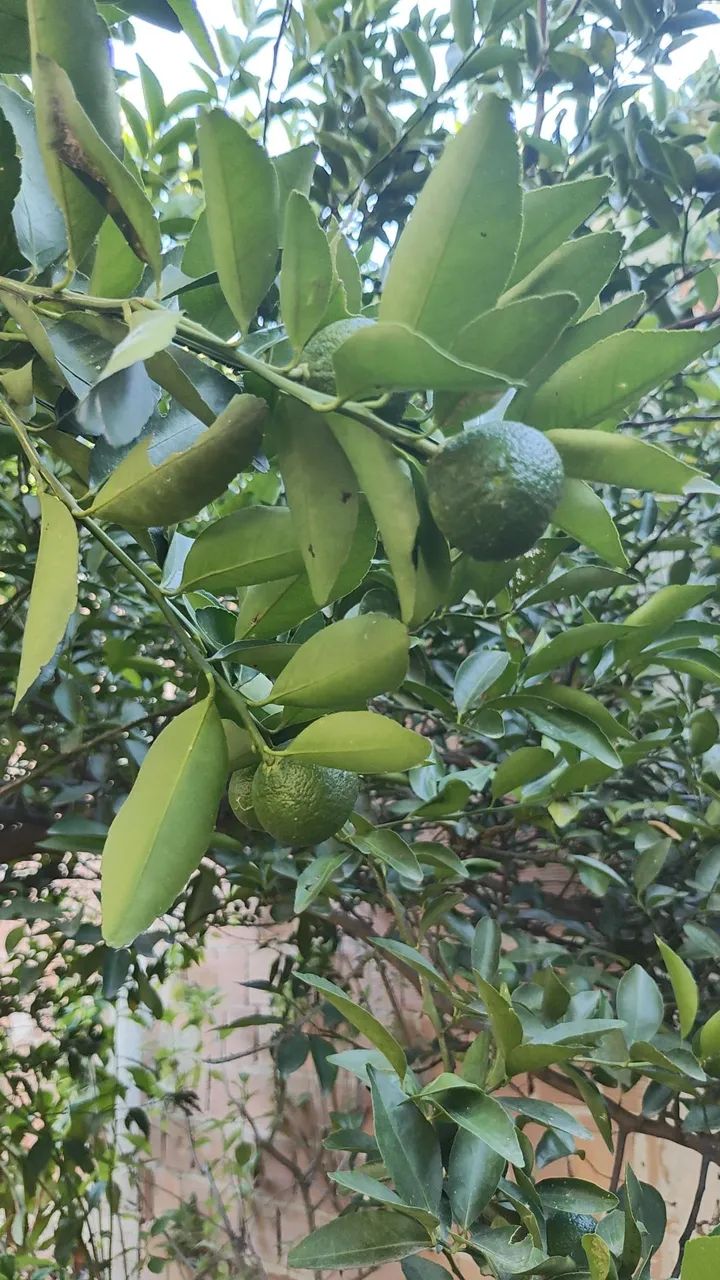 2 casa a venda preço de uma  - Foto 3