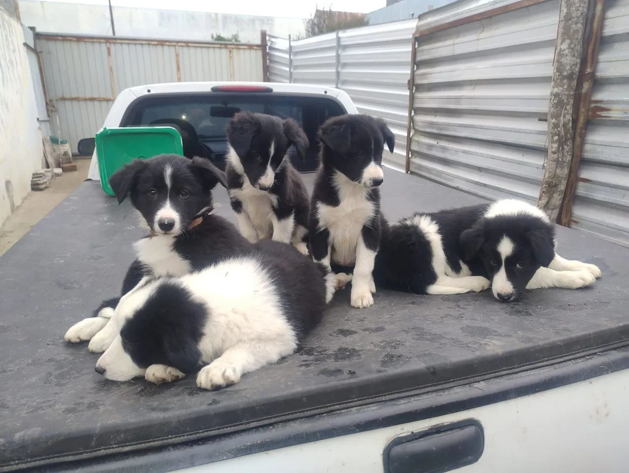Bouder Collie  - Foto 4