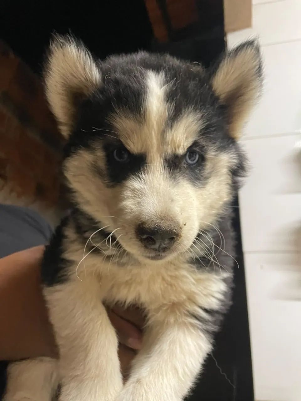 Cachorro