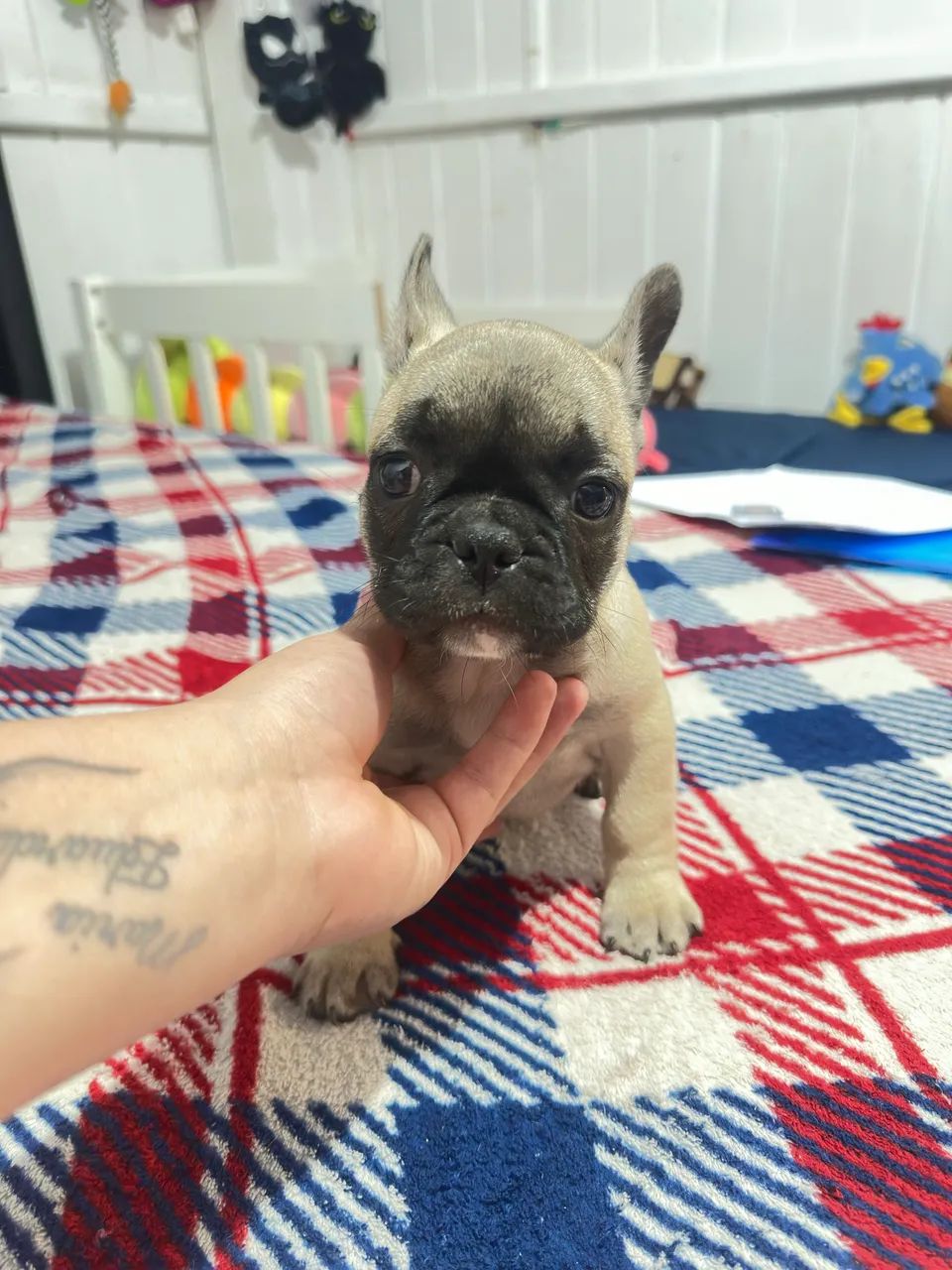 Fêmea buldogue  - Foto 4