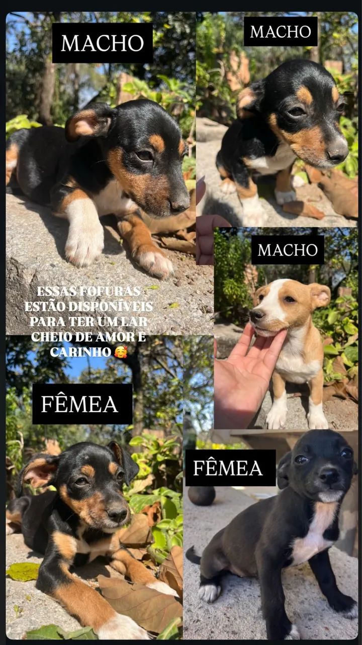 Filhotinhos de cachorro  - Foto 2