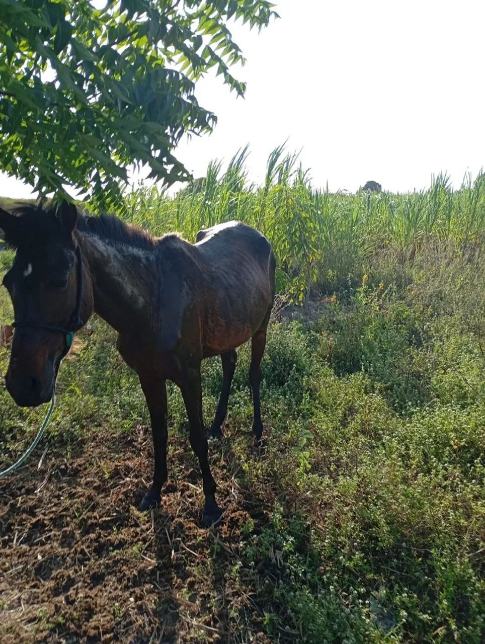 Cavalos