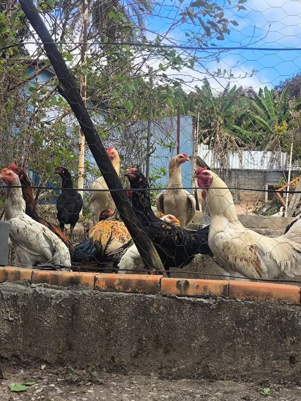 Frango para criar ou para abater!