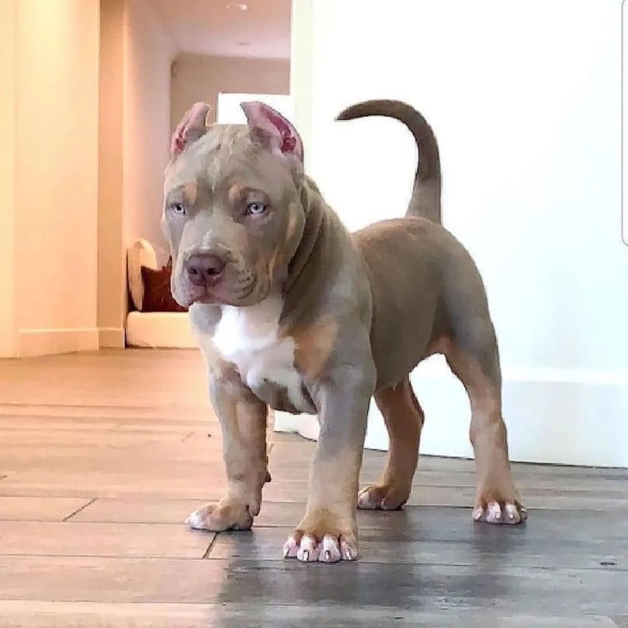 Filhotes De American Bully - Encanto Que Alegra Qualquer Espaço 