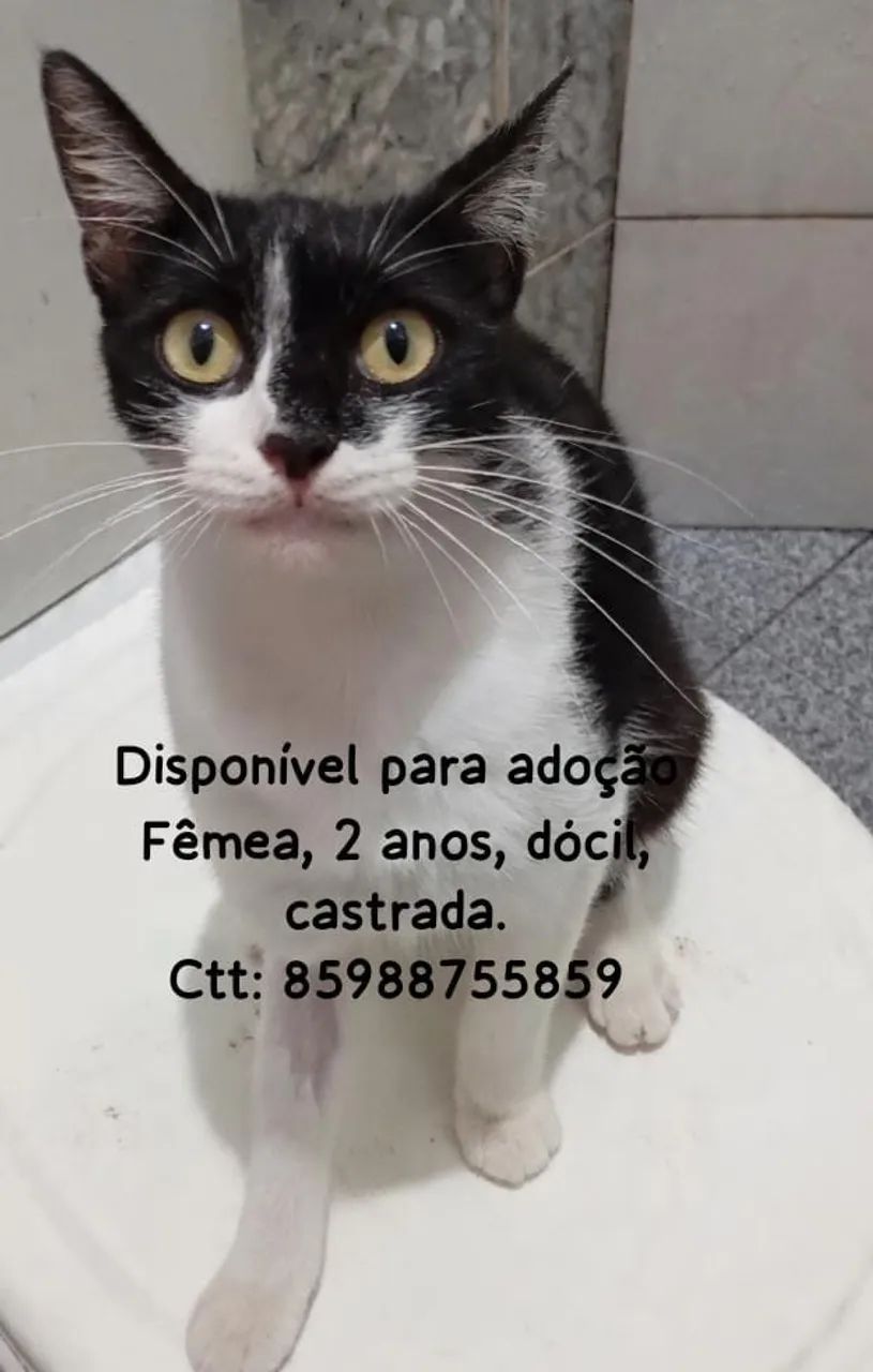 ADOÇÃO CONSICIENTE E RESPONSÁVEL DE UMA GATINHA CASTRADA - Foto 2