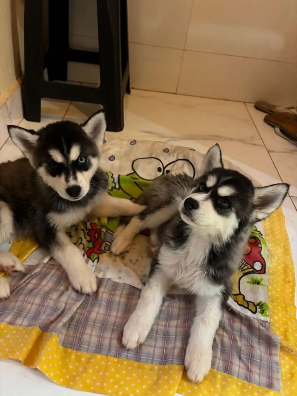 Husky Siberiano  - Foto 2