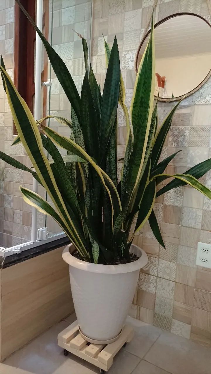 Vaso grande com espadas! - Foto 3