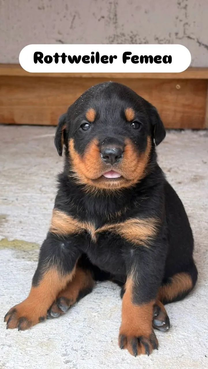 ROTTWEILER MACHO E FEMEA
