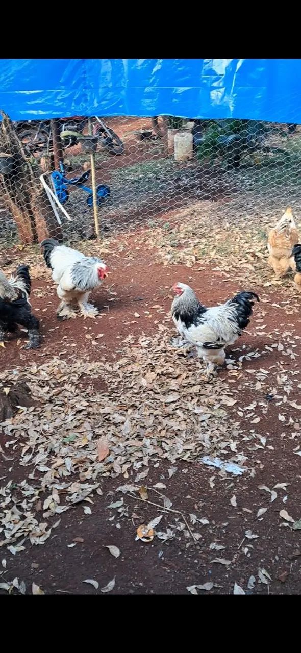 Galinhas brahma