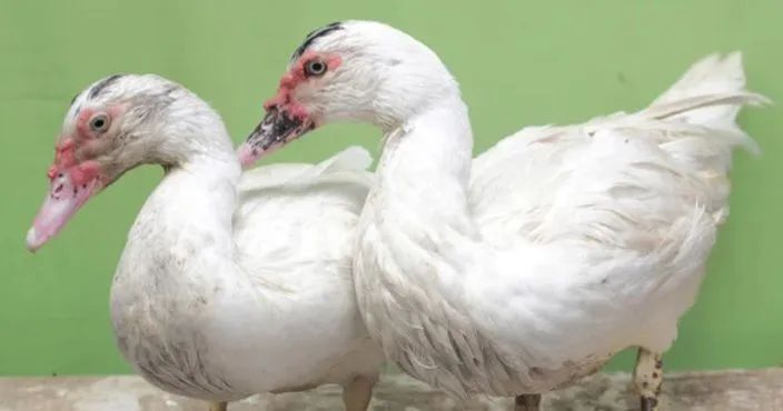 Patos