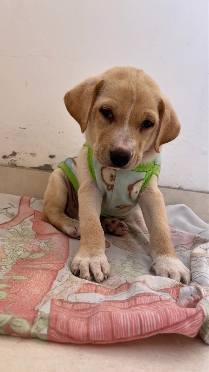 Cachorrinho para Adoção  - Foto 4