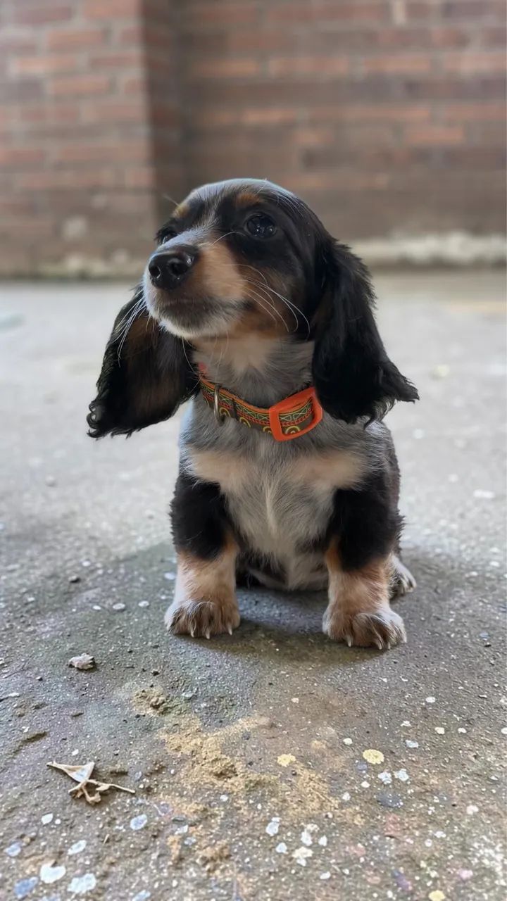 Daschund pelo longo  - Foto 4