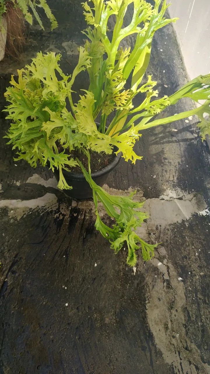 Planta sambaia ninho de passarinho  - Foto 2