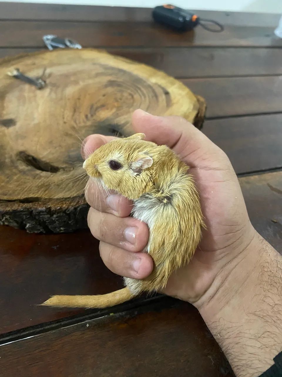 Esquilos da Mongólia(Gerbil) - Foto 2