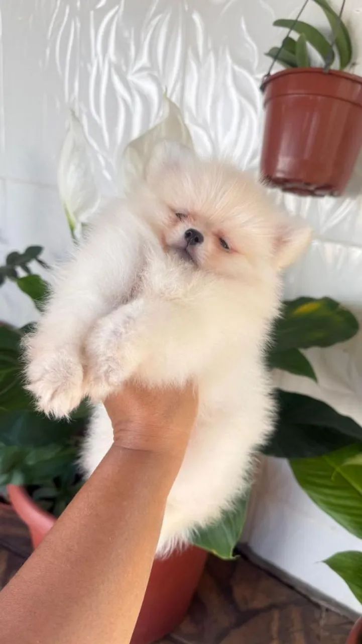 Spitz Alemão adorável 