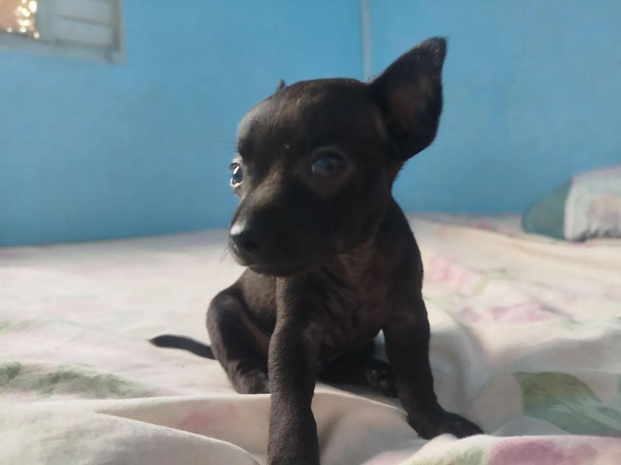 PINSCHER  - Foto 2