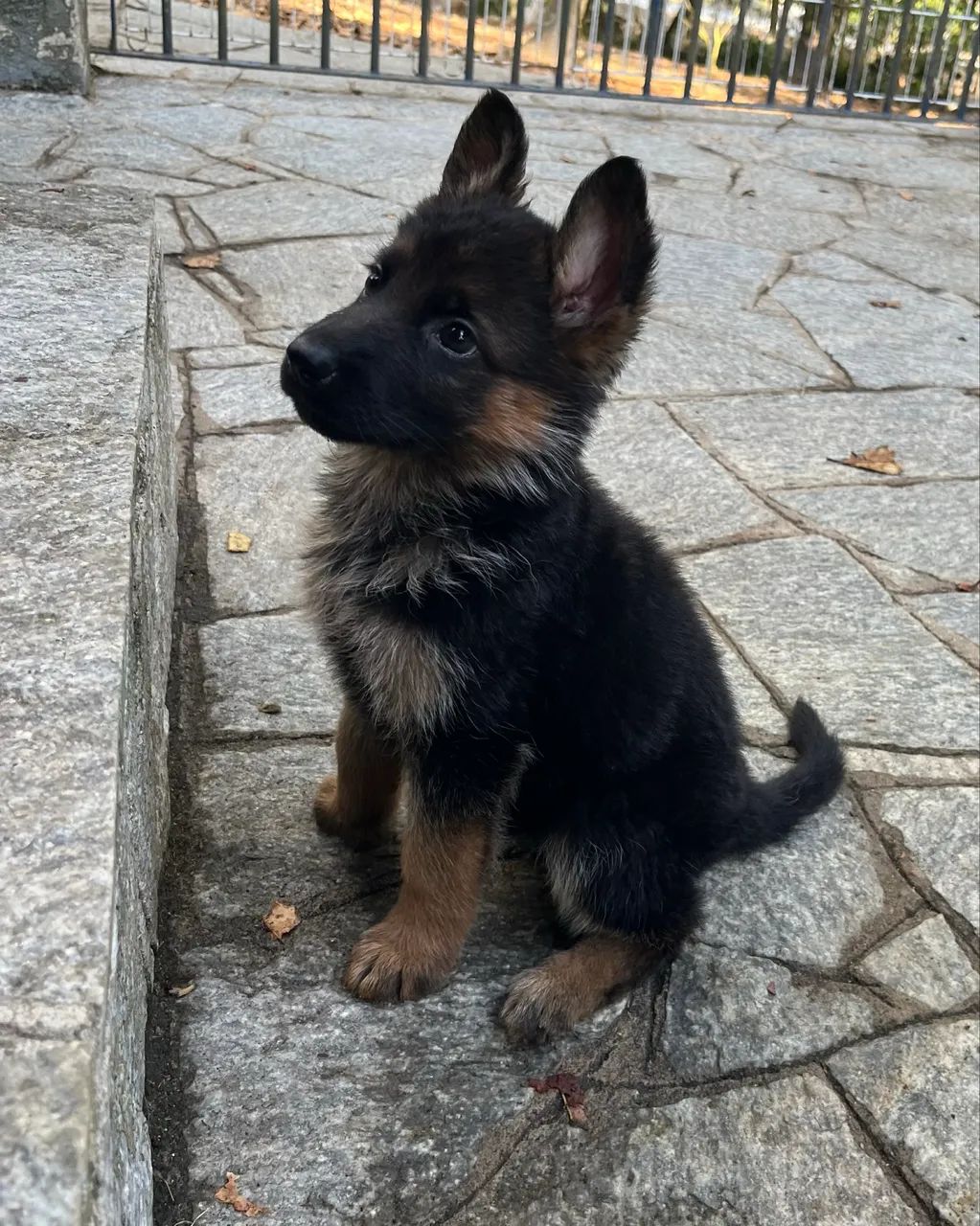 Lindos filhotes de Pastor Alemão Capa Preta - Foto 2
