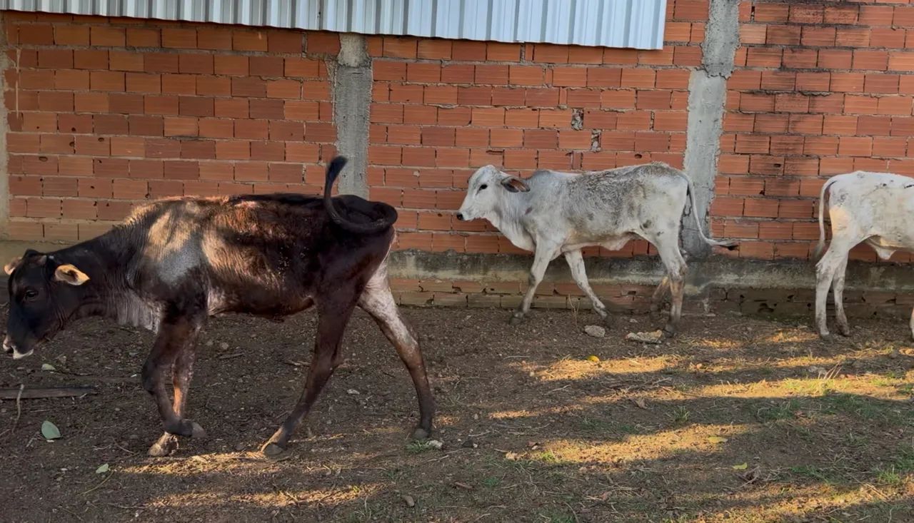 3 Bezerras (Anápolis) - Foto 2
