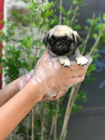 Pug - Filhotes Criados com Muito Amor e Responsabilidade