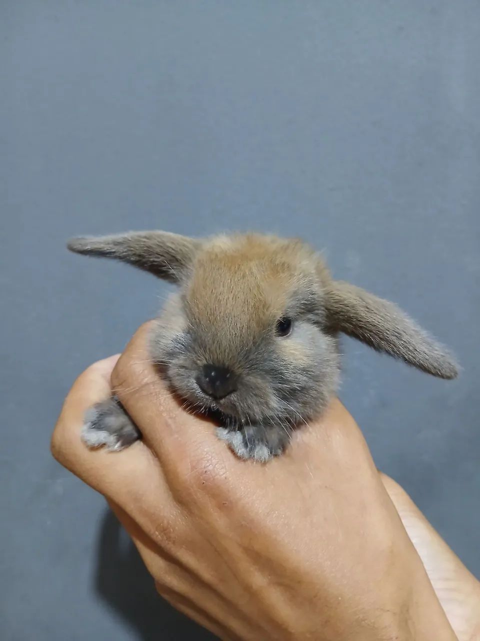 Coelho mini lop  - Foto 3
