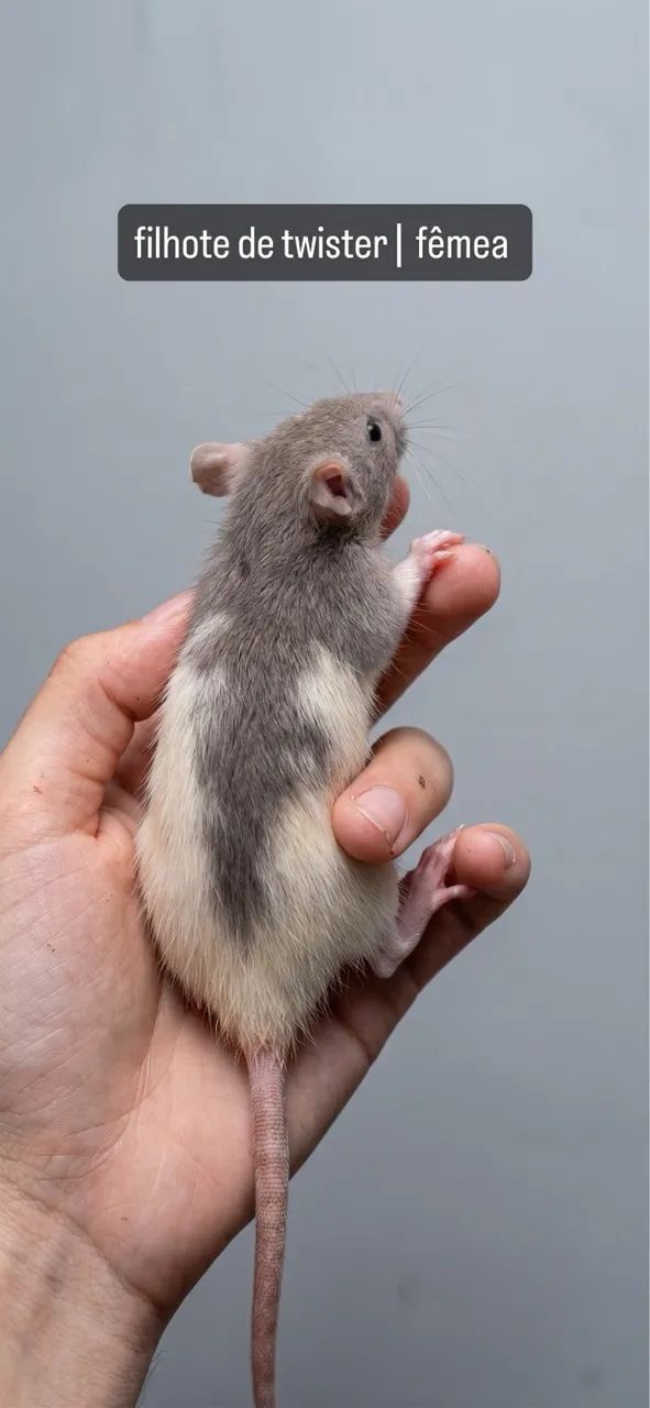 Rato twister | @tocadosfavoritos - Foto 5