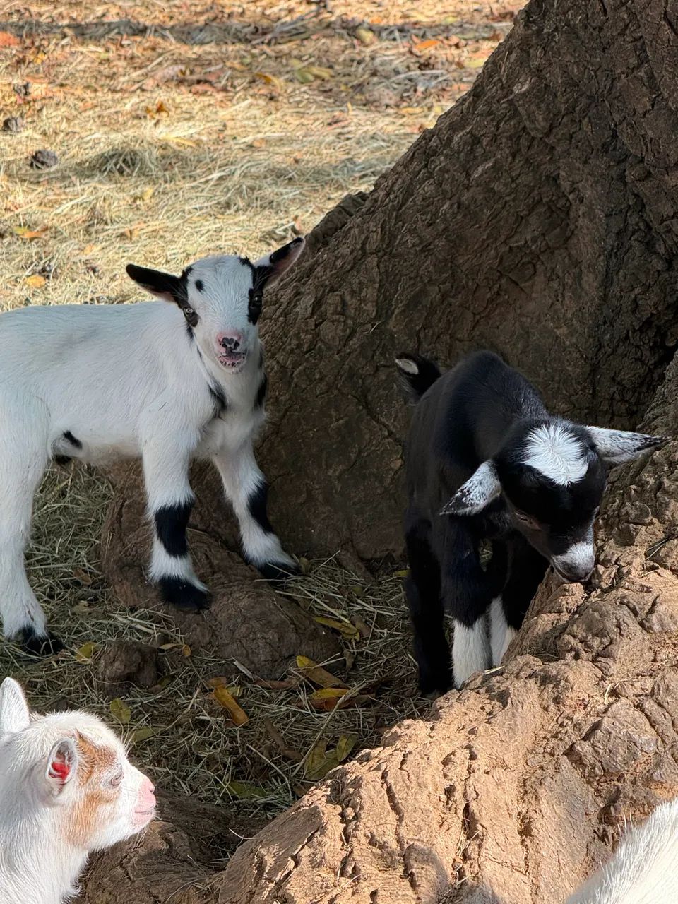 Mini bode e mini cabras disponíveis 